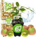 Prolific Hardy Kiwi Berry Vine (1-Pack) Live Plant by Wellspring Gardens by WellspringGardens