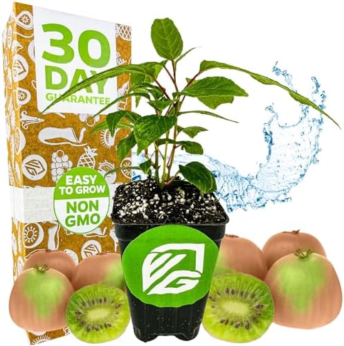 Prolific Hardy Kiwi Berry Vine (1-Pack) Live Plant by Wellspring Gardens by WellspringGardens