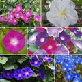 Eden Brothers Top O The Morning Flower Mixed Seeds for Planting, 1/4 lb, 120,000+ Seeds with Morning Glory, Moonflower | Attracts Pollinators, Plant in Spring or Fall, Zones 3, 4, 5, 6, 7, 8, 9, 10 by EdenBrothers