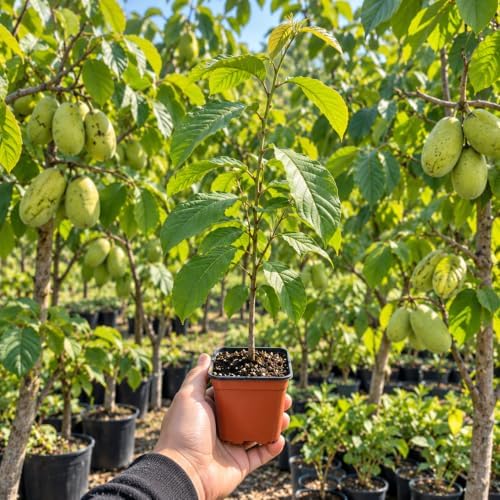 2 Pawpaw Live Fruit Trees, Cold Hardy, 6–12" Tall, Potted - Image 5