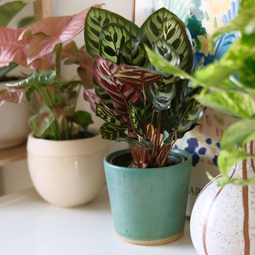 Pet Safe Live Prayer Plant Calathea Collection (3PK) in 4 Inch Pots, Pet Friendly Houseplants, Rattlesnake Plant, Orbifolia, Non-Toxic Houseplant Mix - Image 3