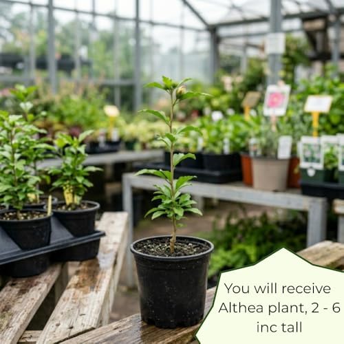 White Red Rose of Sharon Plant Live, Summer Bloom Shrub, 2-6 Inch Tall - Image 7