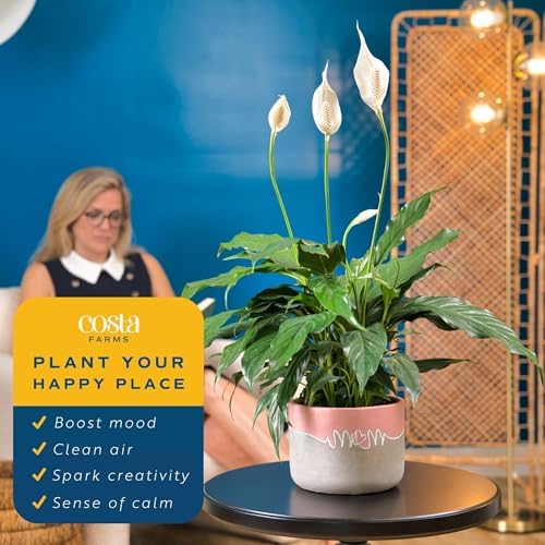 Costa Farms Peace Lily, Live Indoor Plant, Air Purifying, White Blooms - Image 5