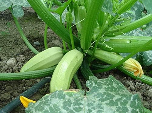 Seeds Zucchini Bush Type White Heirloom Vegetable Non GMO - Image 5