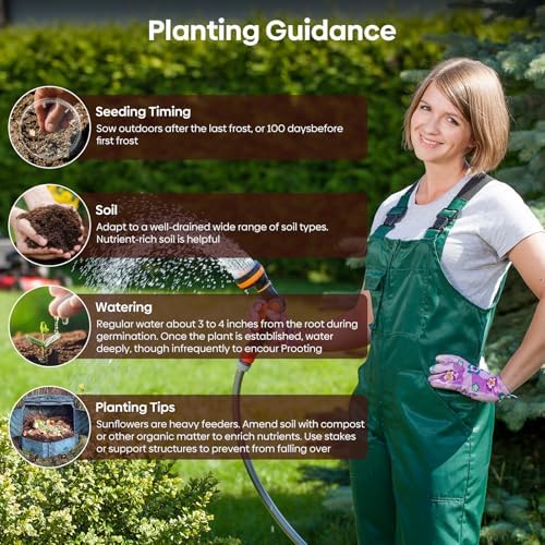 Groundio 160+ Chocolate Sunflower Seeds to Plant - Helianthus Annuus - Image 4
