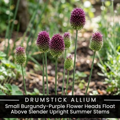 20 Drumstick Allium Bulbs | Burgundy Purple Summer Flowers for Your Garden - Image 2