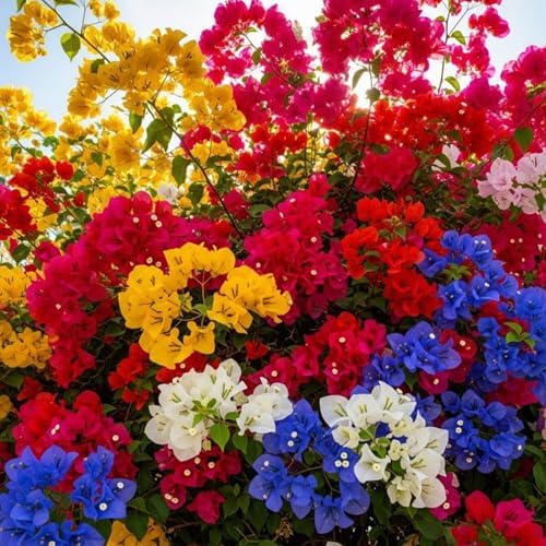 100+ Mix Color Bougainvillea Seeds for Planting Perennial Ornamental Low Maintenance Fast-Growing Drought Tolerant Garden Outdoor - Image 3