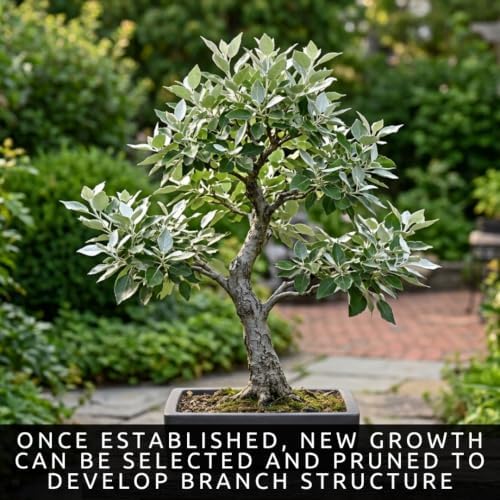Silver Leaf Poplar Bonsai Tree Cuttings, Populus alba Live Wood Starters - Image 2