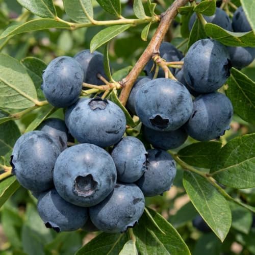 High Yield Blueberry Plant Live, Berry Bush, 1-2 Ft Tall, Gallon Pot - Image 3