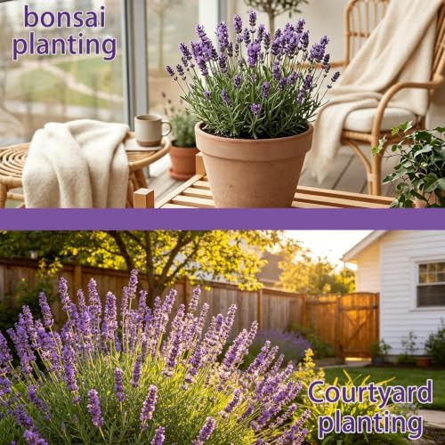 English Lavender Seeds, Fragrant Perennial Herb Lavandula, Easy to Grow - Image 4
