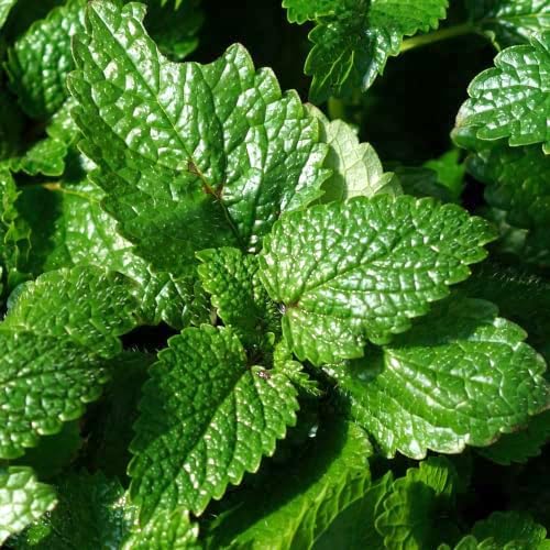 Seed Needs Lemon Balm Seeds to Plant an Herb Garden - 20 Packs - Image 2