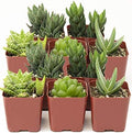 Shop Succulents | Haworthia Collection| Assortment of Hand Selected, Fully Rooted Alluring Miniature Aloe Live Indoor Succulent Plants, 10-Pack by ShopSucculents