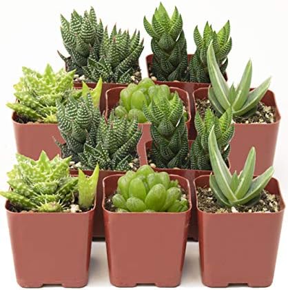 Shop Succulents | Haworthia Collection| Assortment of Hand Selected, Fully Rooted Alluring Miniature Aloe Live Indoor Succulent Plants, 10-Pack by ShopSucculents