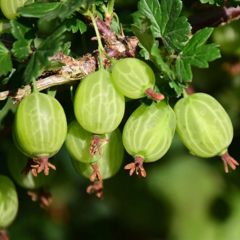 Sweet Gooseberry Live Plant, Well-Rooted Berry Shrub, 5-9 Inch Tall by HILROQG