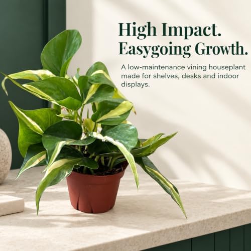 Philodendron Rio Live Plant - Variegated Tropical Indoor Houseplant - Image 5