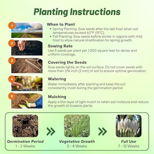 Outsidepride White Pampas Grass Seeds – 1,000 Pcs. Perennial, Drought-Tolerant Ornamental Grass for Large Garden Borders, Privacy Landscaping, Xeriscaping, and Low-Maintenance Outdoor Spaces - Image 4