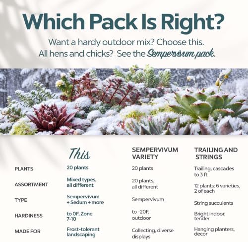 Mountain Crest Gardens Hardy Succulents Plants Live | 20-Pack Frost-Tolerant Succulent Plants Variety Pack | Live Succulents Plants in 2 Inch Pots | Plants Live for Rock Garden, Landscaping & DIY - Image 6