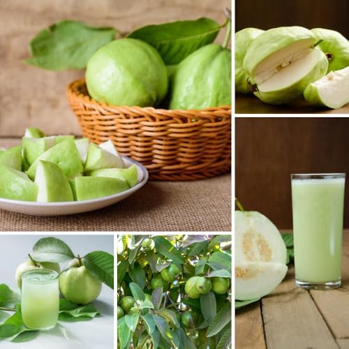 White Guava Tree Live, Guava Plant, 8-10 Inch Tall - Image 3