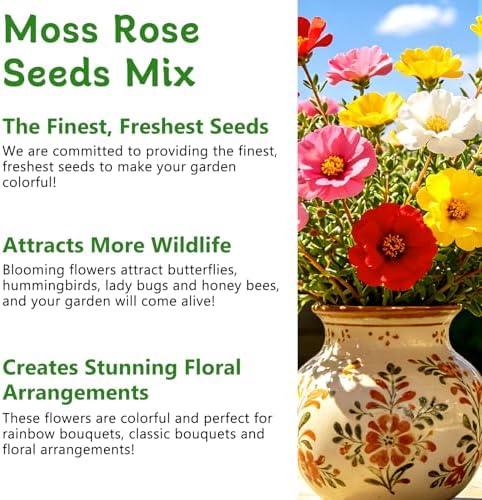 Moss Rose Seeds, 40,000+ Bulk Flower Seeds for Planting Outdoors(99% Pure Live, Non-GMO), Mixed Colors and Large Blooms, Attracts Pollinators, Easy to Grow - Image 4