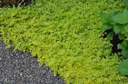 "Creeping Jenny" Lysimachia Groundcover Plant - Image 2
