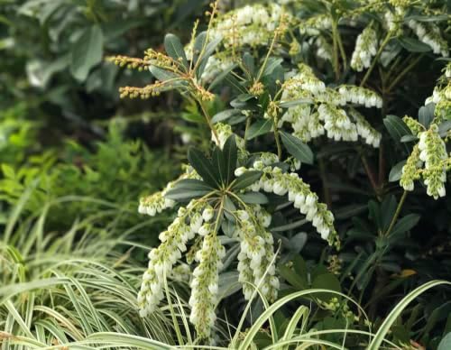 Mountain Snow Pieris (2 Gallon) Blooming Evergreen Shrub with White Flowers - Part Shade to Shade Live Outdoor Plant - Image 7