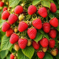 Joan J Raspberry Plants – Thornless Red Raspberry with Large Sweet Berries – Everbearing Fruit Plants for Home Gardens (3 Plants) by CZGrain