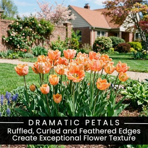 25 Apricot Parrot Tulip Bulbs | Peach Ruffled Tulips for Spring Gardens - Image 3