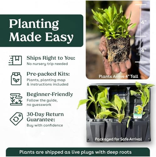 Smooth Beardtongue 3 Live Plants (Penstemon laevigatus) – Native Perennial Wildflower for Pollinator Gardens, Attracts Bees & Hummingbirds, Low Maintenance, Partial to Full Sun Landscaping Plant - Image 5