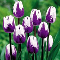 Purple and White Tulip Bulbs for Planting - Purple Flaming Flag Tulips, Perennial Blooms for Landscape Garden or Container Growing (100 Bulbs) by CZGrain