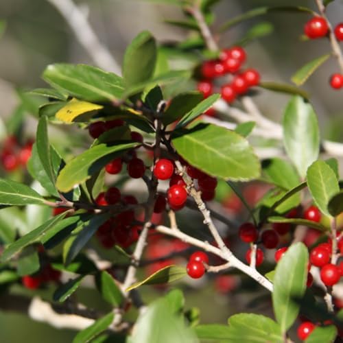 Upright Yaupon Holly Bush Live Plant, Hedge Shrub Plant, 4-6 Inch Tall - Image 7