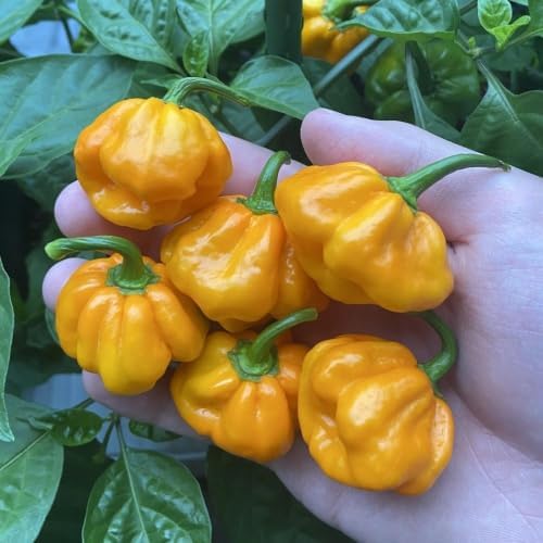 2 Yellow Bonnet Pepper Live Plants, 4-7" Tall Pepper Seedlings - Image 5