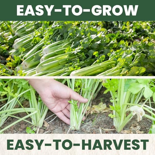 Celery Tall Utah – 4,500 Premium Seeds for Planting – Crisp, Aromatic, Slow-Bolting Heirloom for the 2026 Season – 2 Gram Pouch - Image 5
