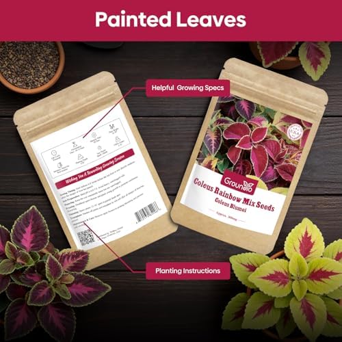 Groundio Coleus Rainbow Mix Seeds for Planting – Coleus Colorful Flower Seeds, Non-GMO Heirloom Seeds for Outdoor & Indoor Garden, Containers, Borders, Patios (Coleus scutellarioides) - Image 4