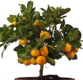 30+ Bonsai Orange Tree Seeds Dwarf Heirloom Bearing Bonsai Tree Fruit Garden by Unknown