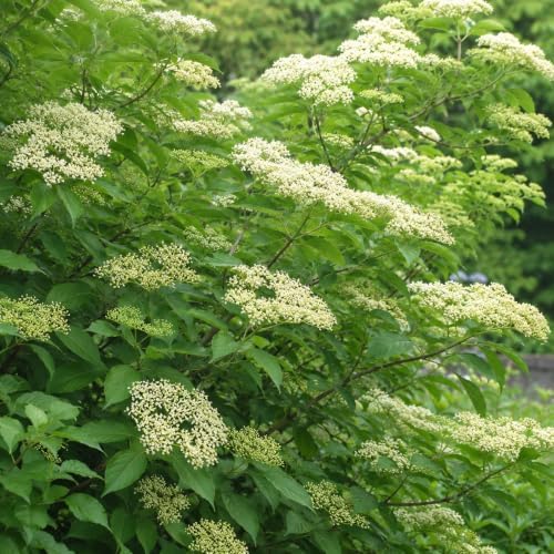 Wildwood Elderberry Shrub - 12-16" Tall Live Plant - Gallon Pot - Image 5