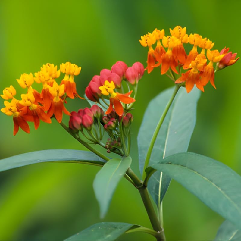 3 Milkweed Plants Live, 4-6 Inch Tall Starter, Essential Pollinator Support Flowering Perennial for Backyard and Garden Rows - Image 6