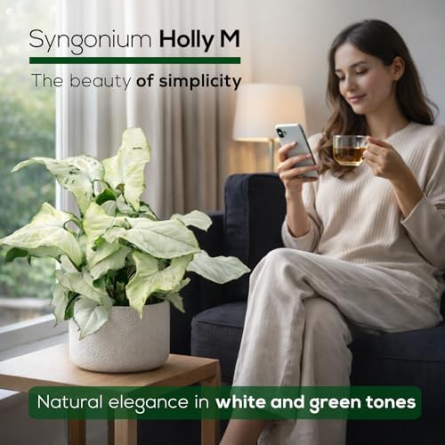 Syngonium Holly M (4 Pack) Live Starter Plants, Variegated Arrowhead Vine Houseplants, Easy Care Indoor Tropical Plants Live, Decorative Foliage Plants - Image 6