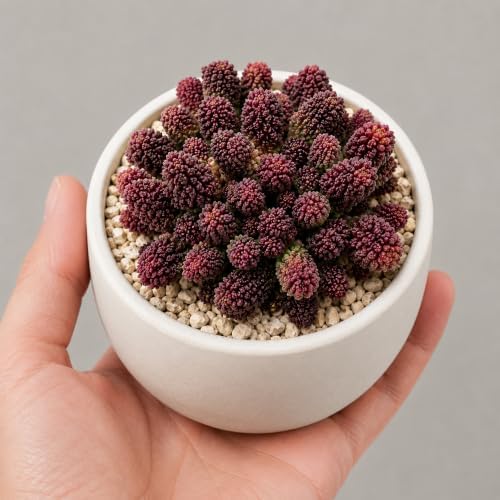 Adromischus Marianae VAR. Herrei Live Succulent Plant 2-2.5", Bare Root Succulent, No Pot or Soil, Easy Care Indoor Houseplant for Home Decor, Terrariums & Succulent Collections - Image 6