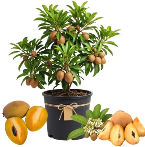 Sapodilla Tree Live Plant, 4-6 Inc, Sweet Fruit Plant Outdoor by TANKDA
