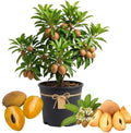 Sapodilla Tree Live Plant, 4-6 Inc, Sweet Fruit Plant Outdoor by TANKDA