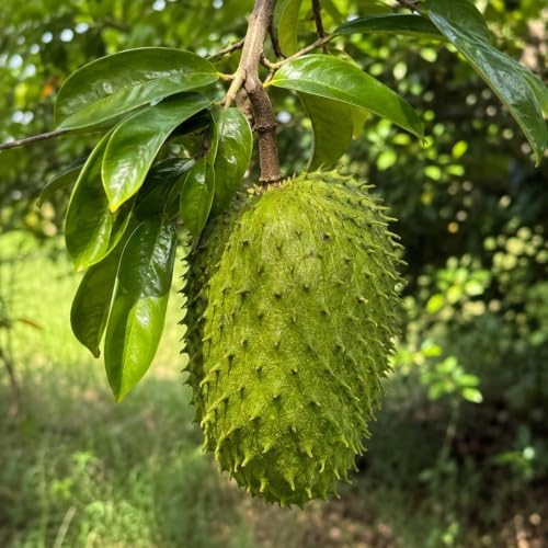 2 Soursop Plant Live Potted Guanabana Tree Live (Annona muricata) - Image 4