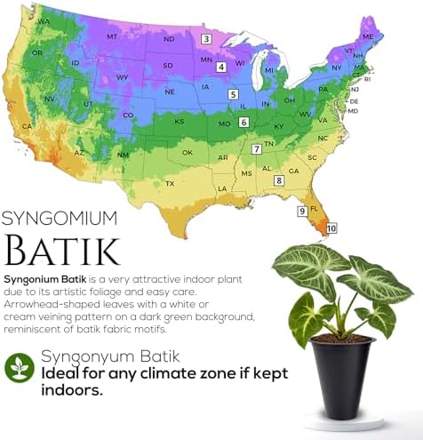 Syngonium Batik Plant (4 Pack) Live Starter Plants, Variegated Arrowhead Vine Houseplants, Easy Care Indoor Tropical Plants Live, Decorative Foliage Plants - Image 7