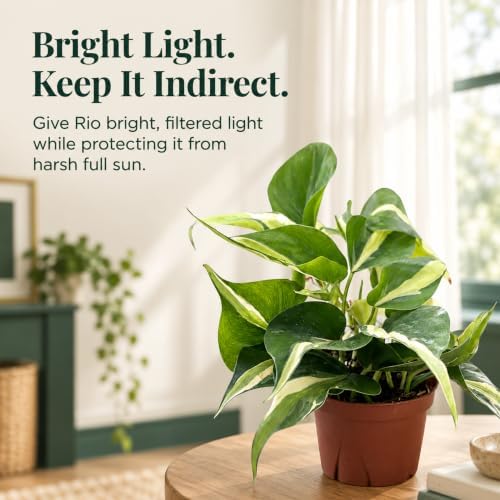 Philodendron Rio Live Plant - Variegated Tropical Indoor Houseplant - Image 6