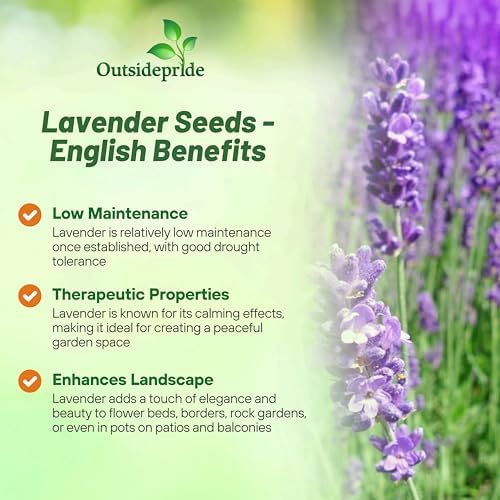 Outsidepride English Lavender Seeds - 10000 Pcs Perennial Herb - Image 3