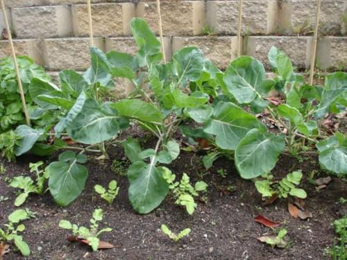 Brussels Sprout Jade Cross F1, 4 Live Plants, Extra-Early Maturing Vegetable by Unknown