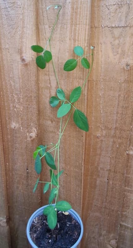 Live Blue Butterfly Pea Flower Plant Clitoria Ternatea Vine Tropical Vine Plant Climbing Butterfly Pea Tree 4 Inch Pot, No Ship CA - Image 3
