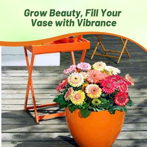 Outsidepride Strawberry Twist Mix Gerbera Seeds - 20 Pcs Perennial, Compact & Low Maintenance, Flower Seeds for Planting w/Semi-Double Blooms, Ideal for Garden Landscaping & Cut Flower Arrangements - Image 4