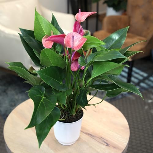 Blooming Purple Anthurium Live Plant Decor (Approx 8-11" Tall), Easy to Grow Flowering Houseplant in 4" White Pot by Plants for Pets - Image 3
