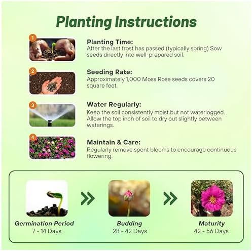 Outsidepride Pink Mixed Moss Rose Seeds - 250 Pcs Annual, Drought & Heat Tolerant, Pollinator Friendly Ground Cover Seeds for Planting w/Vibrant Blooms & Succulent Foliage, Ideal for Xeriscaping - Image 4