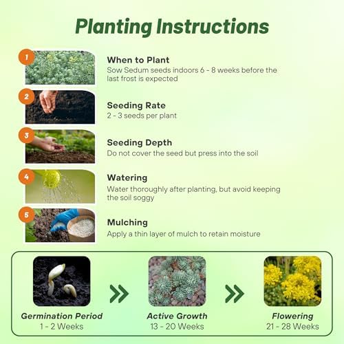 Outsidepride Oracle Sedum Seeds - 200 Pcs Perennial Ground Cover Seeds for Planting, Cold-Hardy & Heat-Tolerant Succulent Plants, Ideal for Rock Gardens, Containers, and Xeriscaping - Image 4